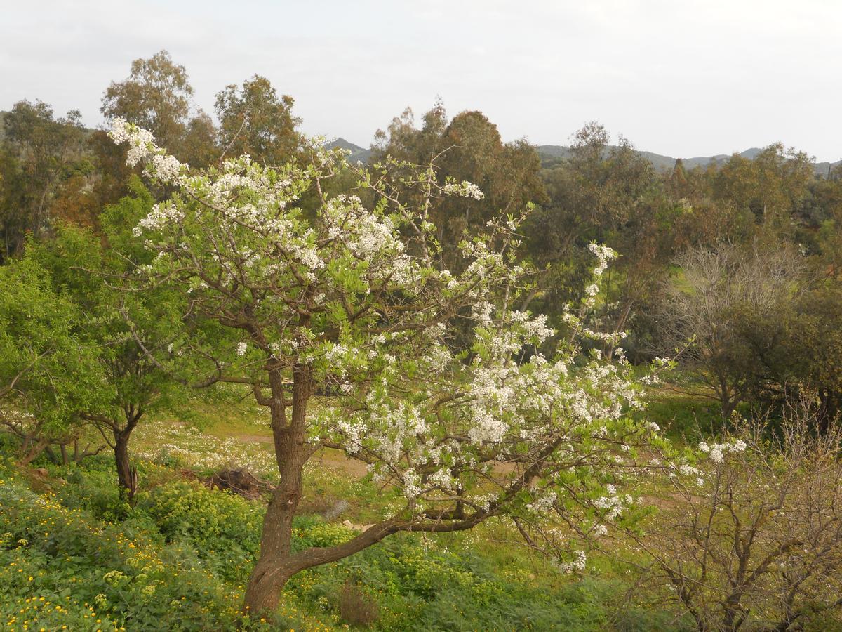 Agriturismo Marongiu 维拉普特祖 外观 照片